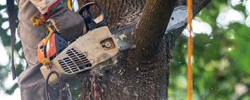 Best Commercial Tree Removal  in USA